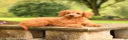 Mini Goldendoodle dogs for sale: Axel - Ad 4