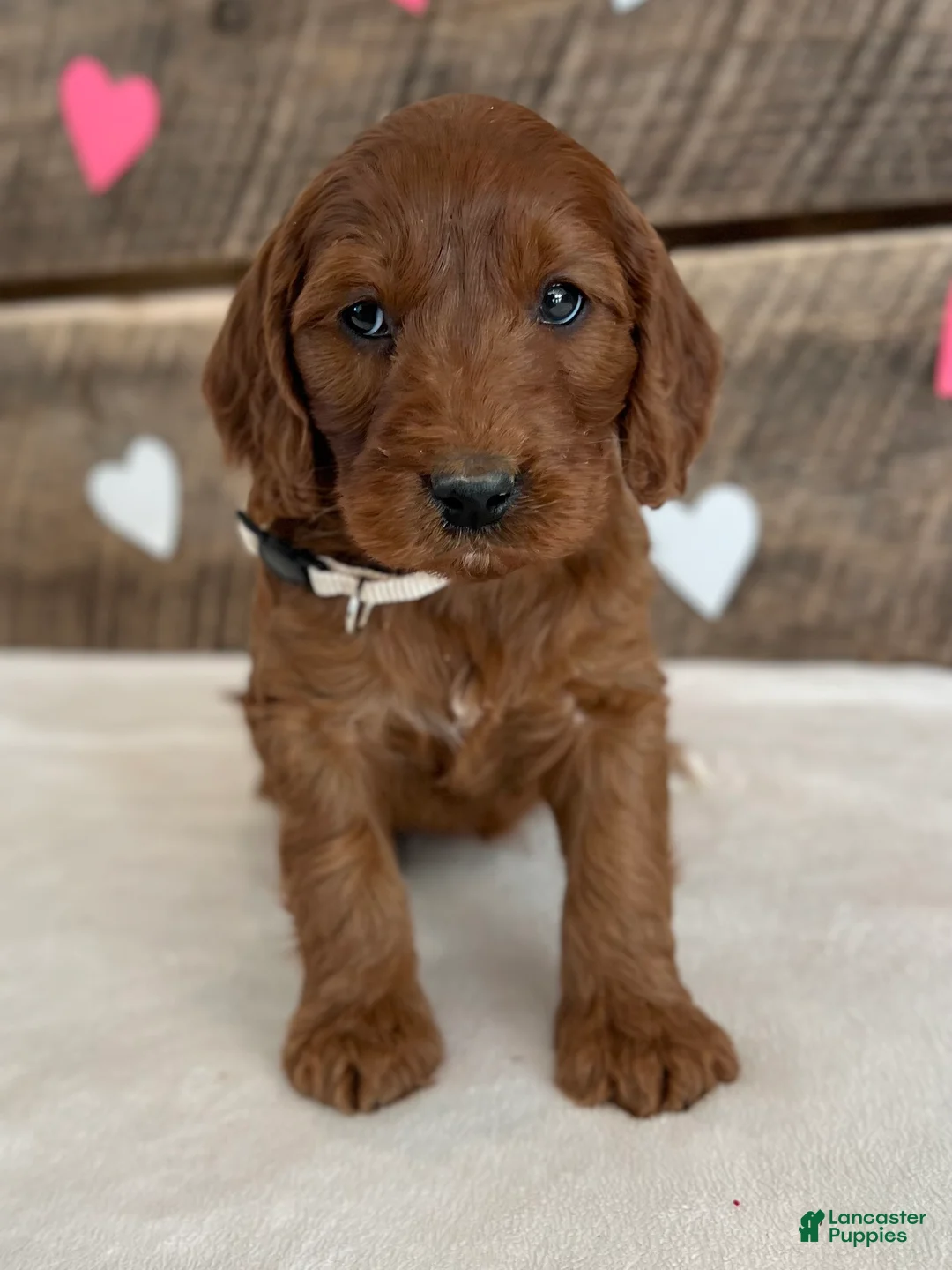 Irish Doodle dogs for sale: Sage - Ad 5