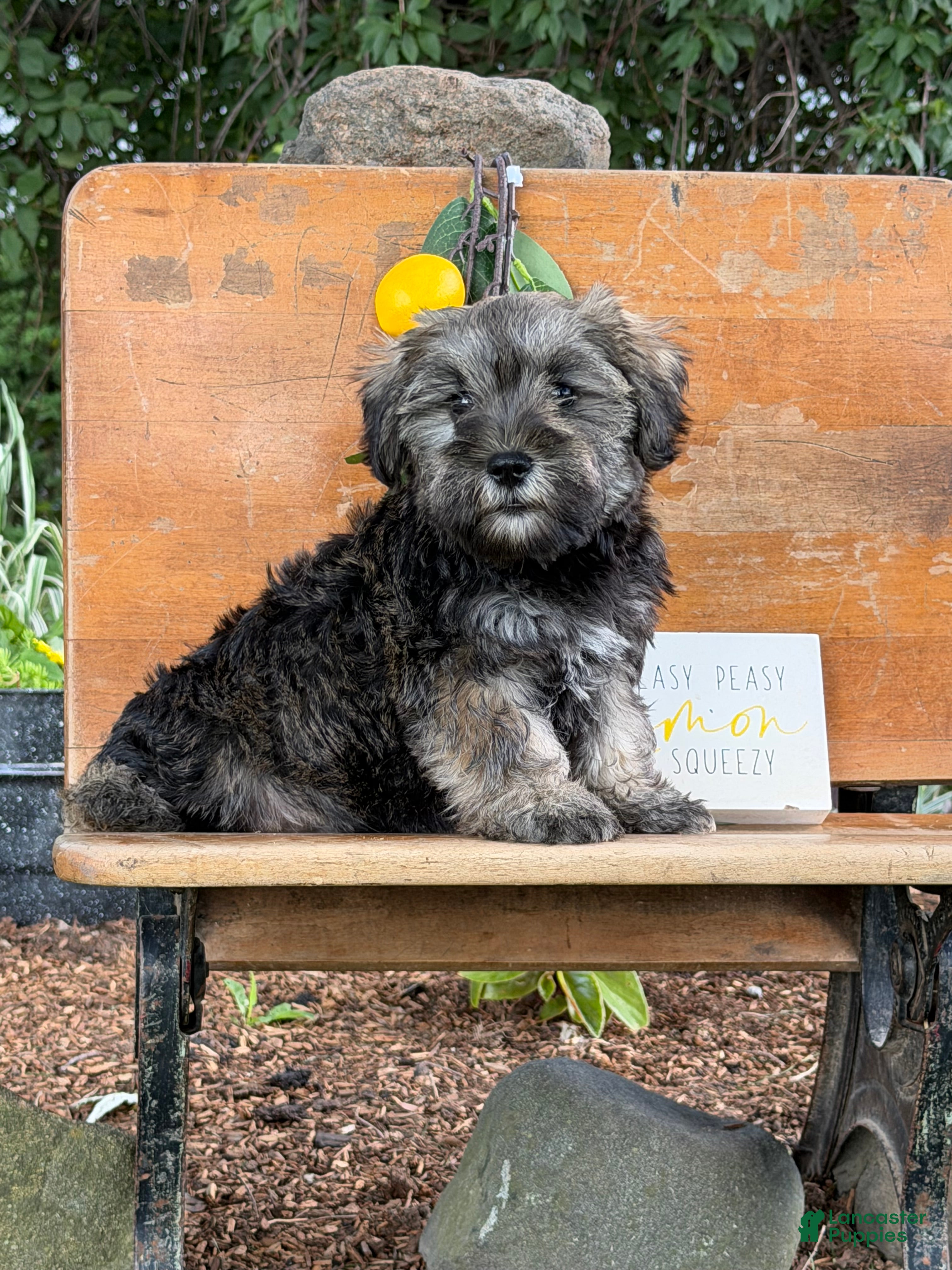 Mixed Breed dogs Jeremy  - Ad 1