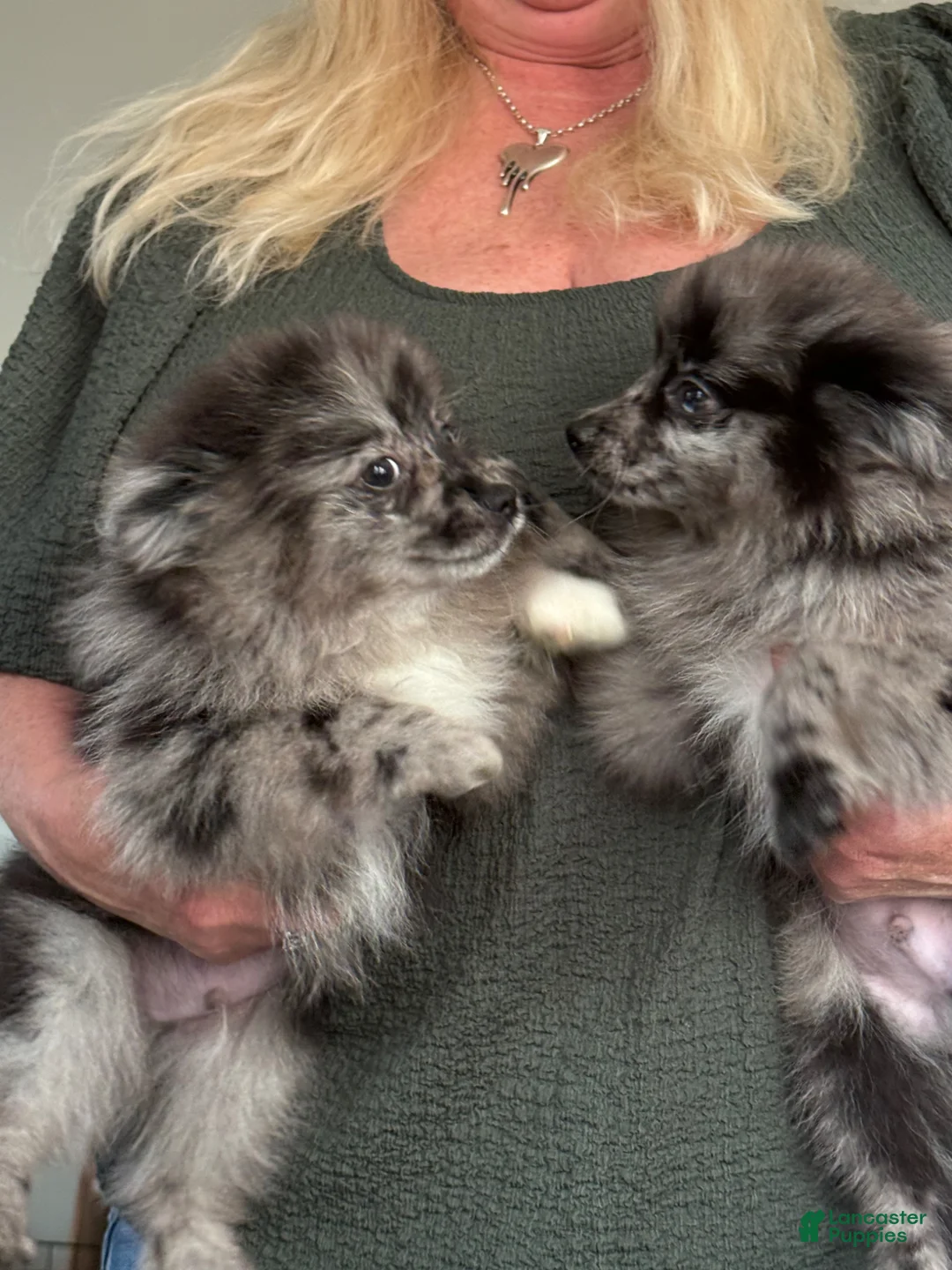 Pomeranian dogs for sale: Waylon  - Ad 5