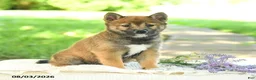 Shiba Inu dogs for sale: Diamond - Ad 5