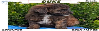 Duke