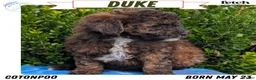 Mixed Breed dogs for sale: Duke - Ad 1