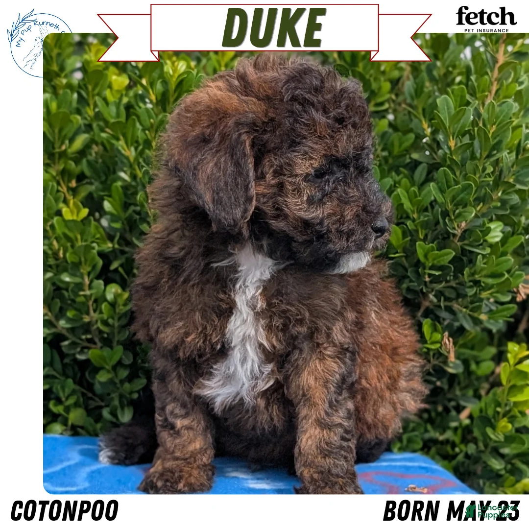 Mixed Breed dogs for sale: Duke - Ad 1