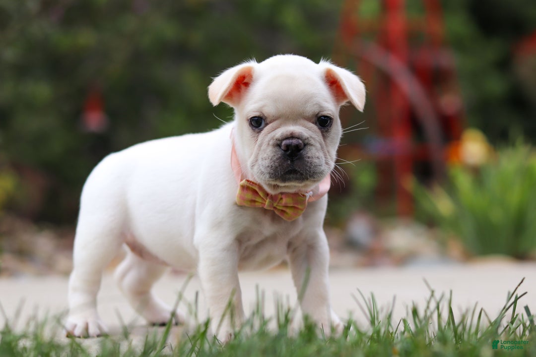 Miniature Bulldog Small White Bulldog British Bulldog Mollett