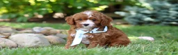 Cavapoo dogs for sale: Oscar - Ad 7