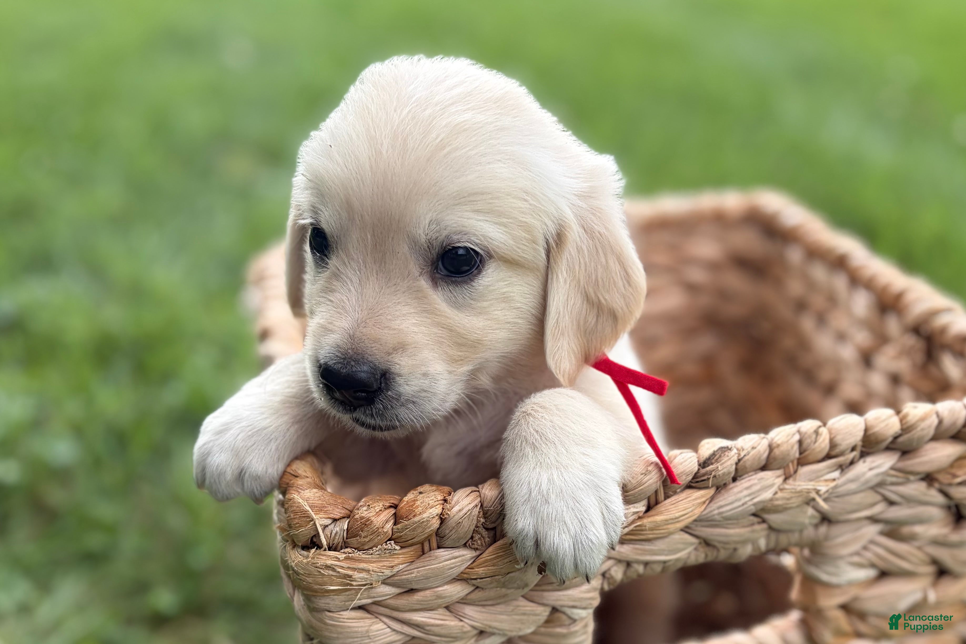 Golden Retriever dogs Red - Ad 1
