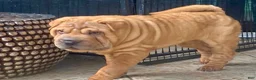 Shar Pei dogs for sale: Sweet Fluffy Girl - Ad 2