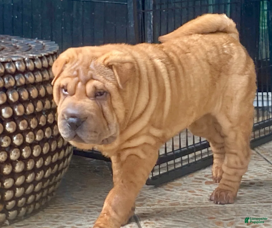 Shar Pei dogs for sale: Sweet Fluffy Girl - Ad 2