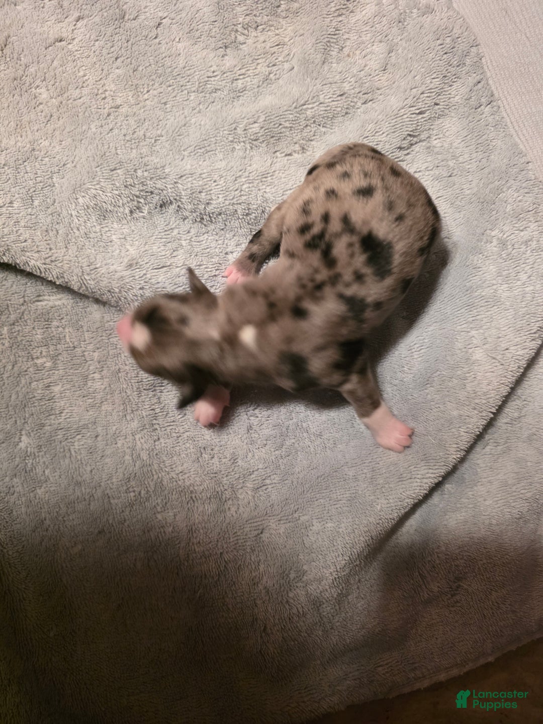 Miniature Australian Shepherd dogs for sale: Miniature Australian Shepherd Puppy 4 - Ad 4