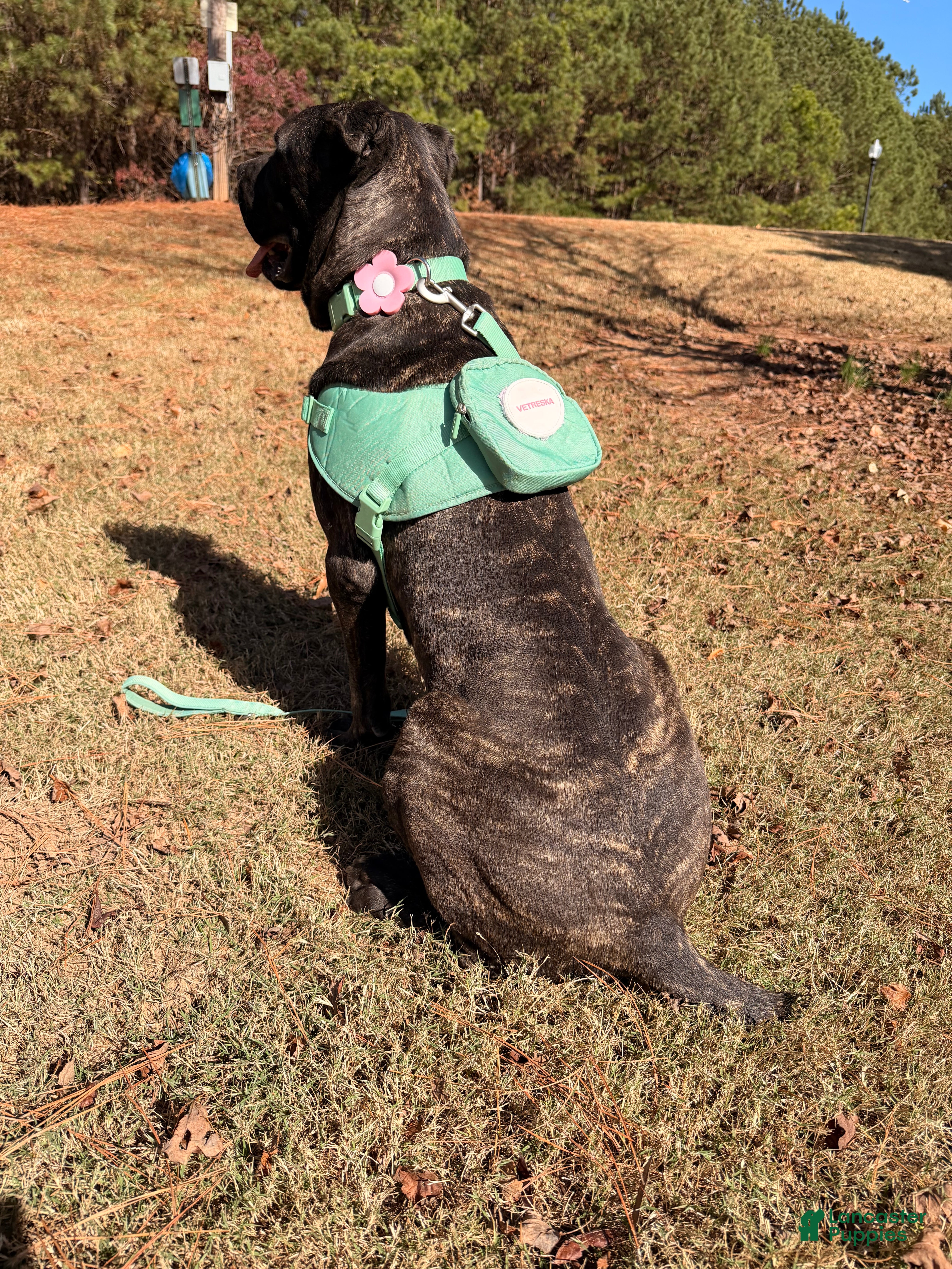 Cane Corso dogs Dior - Ad 6