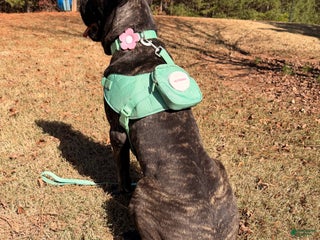 Cane Corso dogs Dior - Ad 16