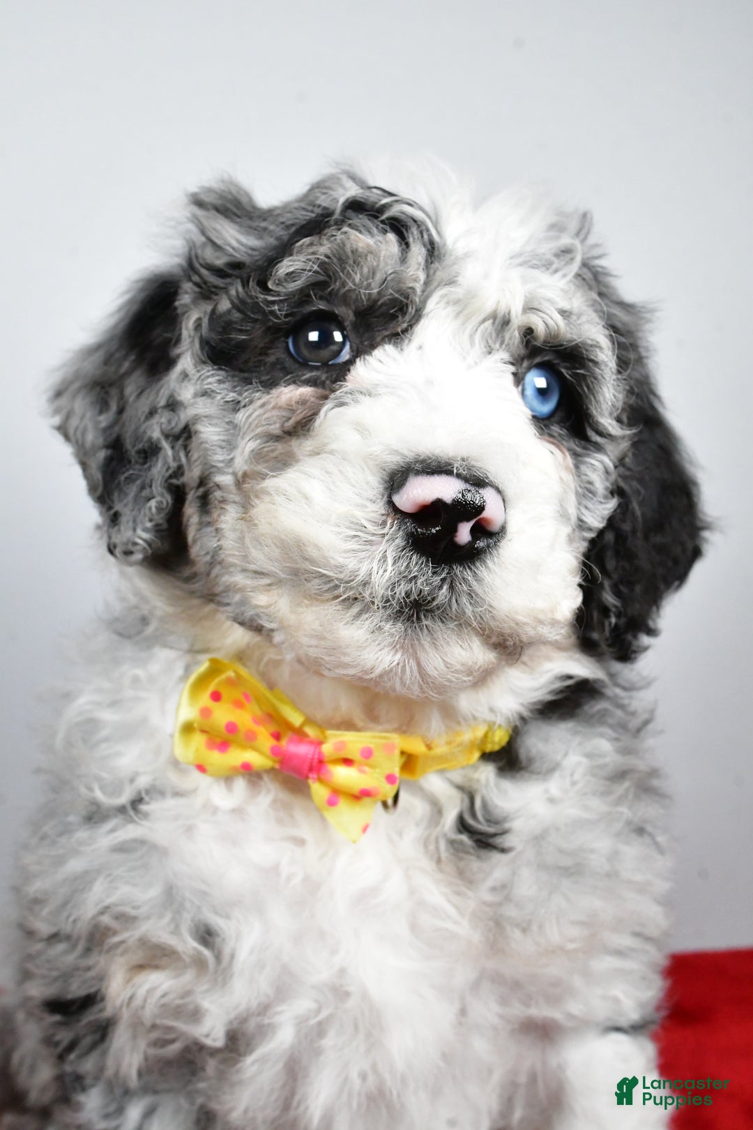 Sheepadoodle dogs for sale: Max - Ad 8