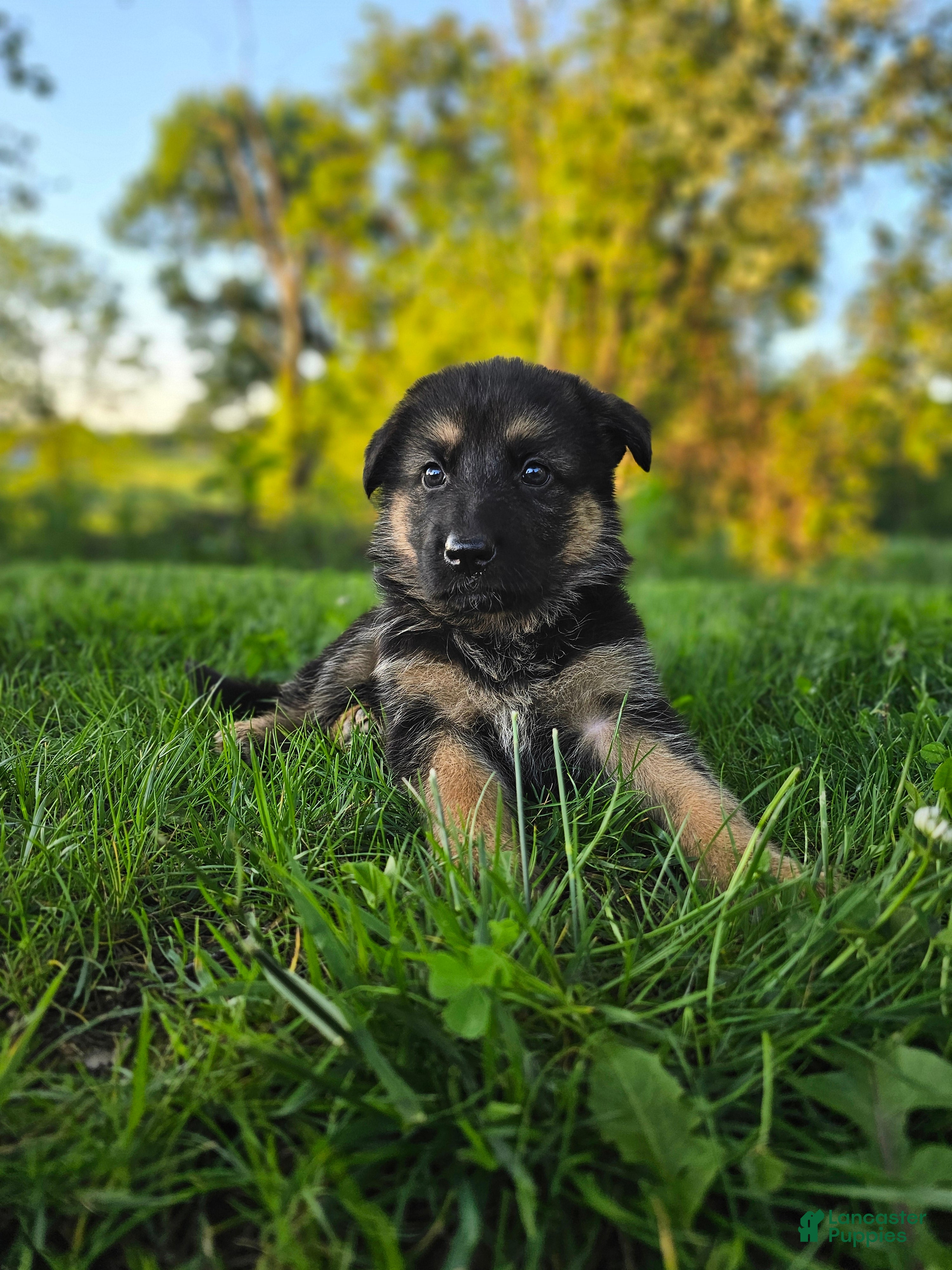 German Shepherd dogs Nova - Ad 1
