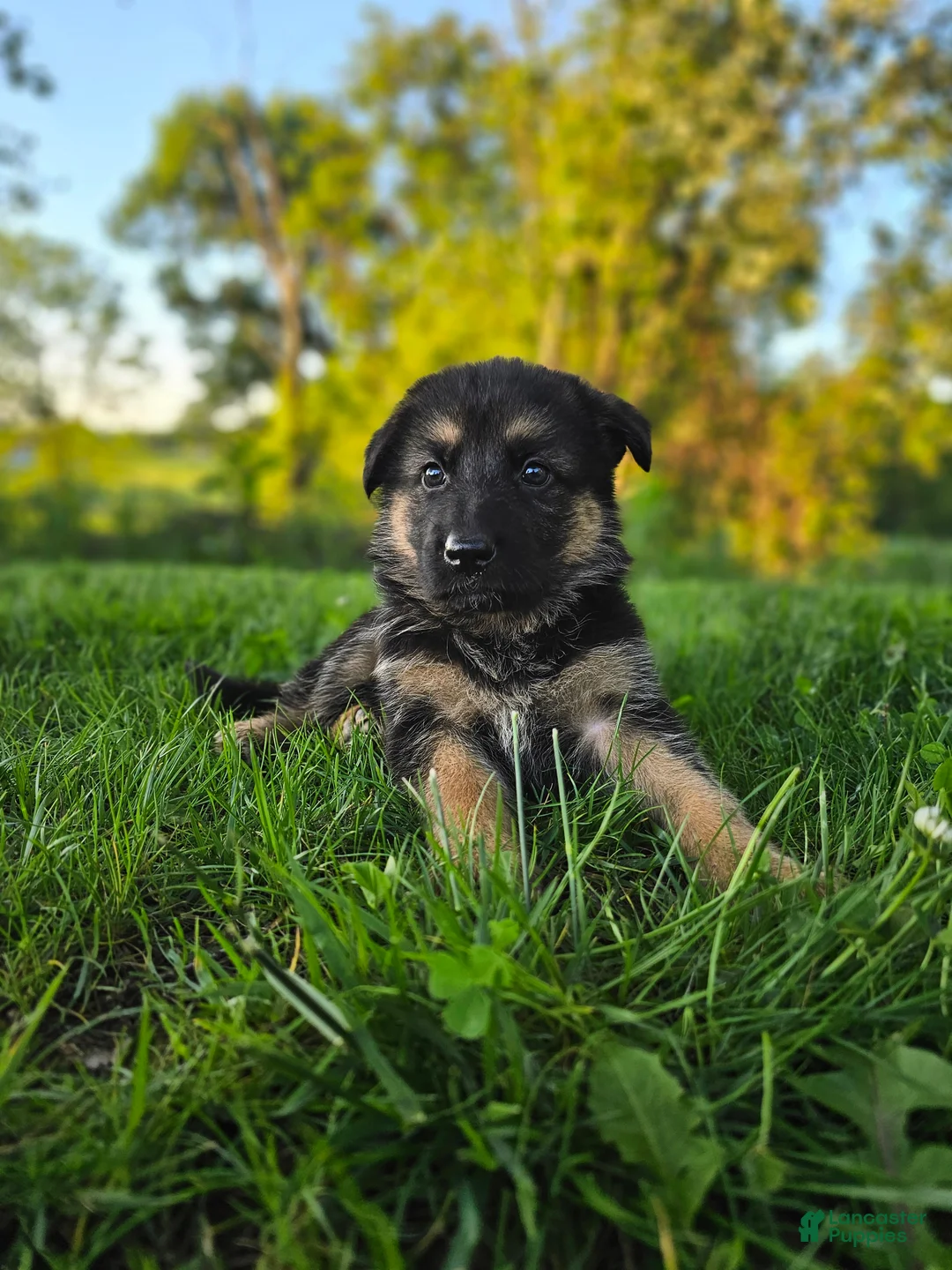 German Shepherd dogs for sale: Nova - Ad 1