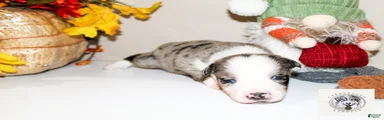 Cocoa