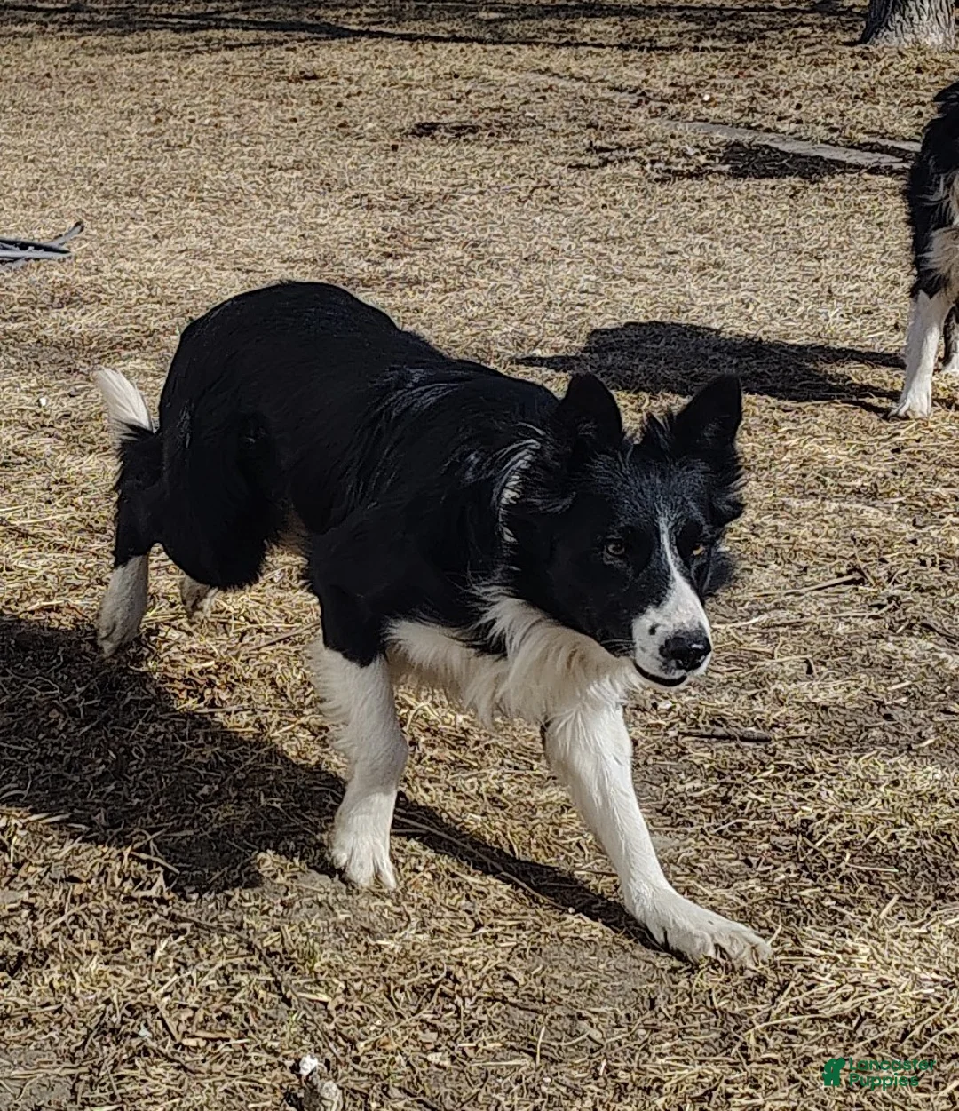 Border Collie dogs for sale: Ally - Ad 10