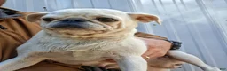 Pug dogs for sale: Darla - Ad 7