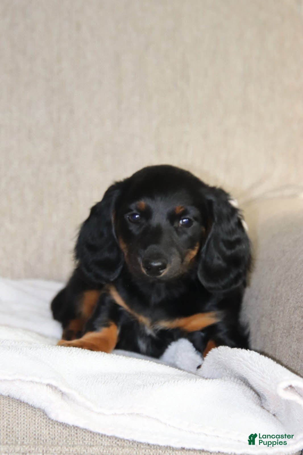 Miniature Dachshund dogs Holly - Ad 33