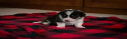 Welsh Corgi Pembroke dogs for sale: Poppy - Ad 5