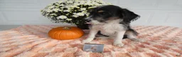 Mixed Breed dogs for sale: Mixed Breed 4   - Ad 3
