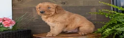 Golden Retriever dogs for sale: Spencer - Ad 7