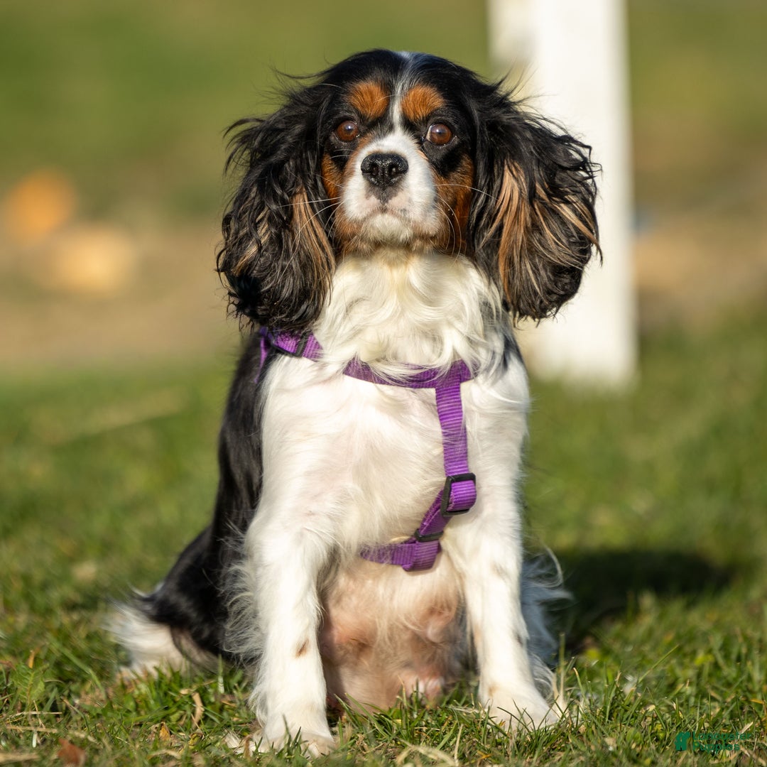 Cavalier King Charles Spaniel dogs for sale: Baxter - Ad 6