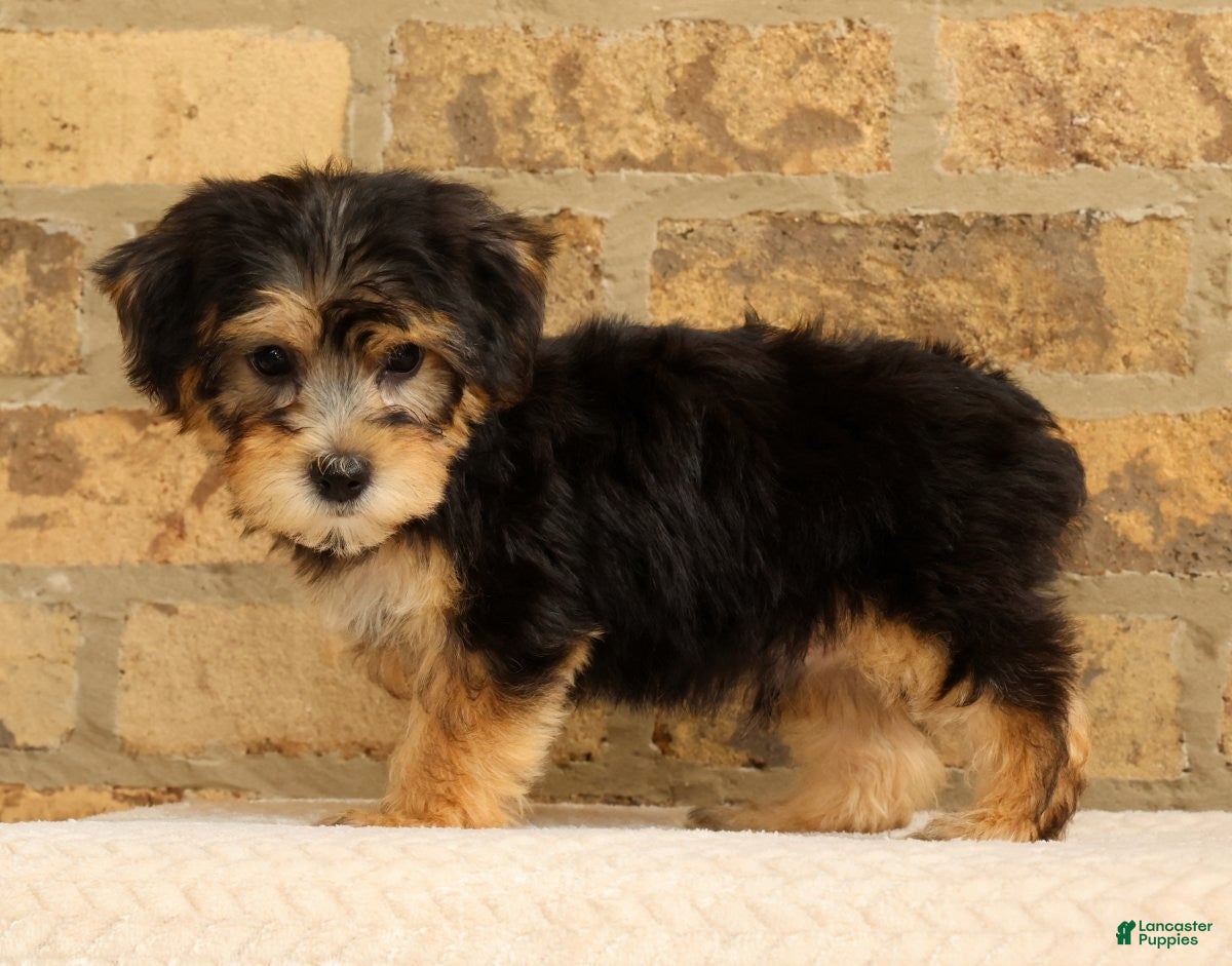 Yochon dogs Jasper - Ad 2