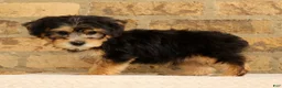 Yochon dogs for sale: Jasper - Ad 2