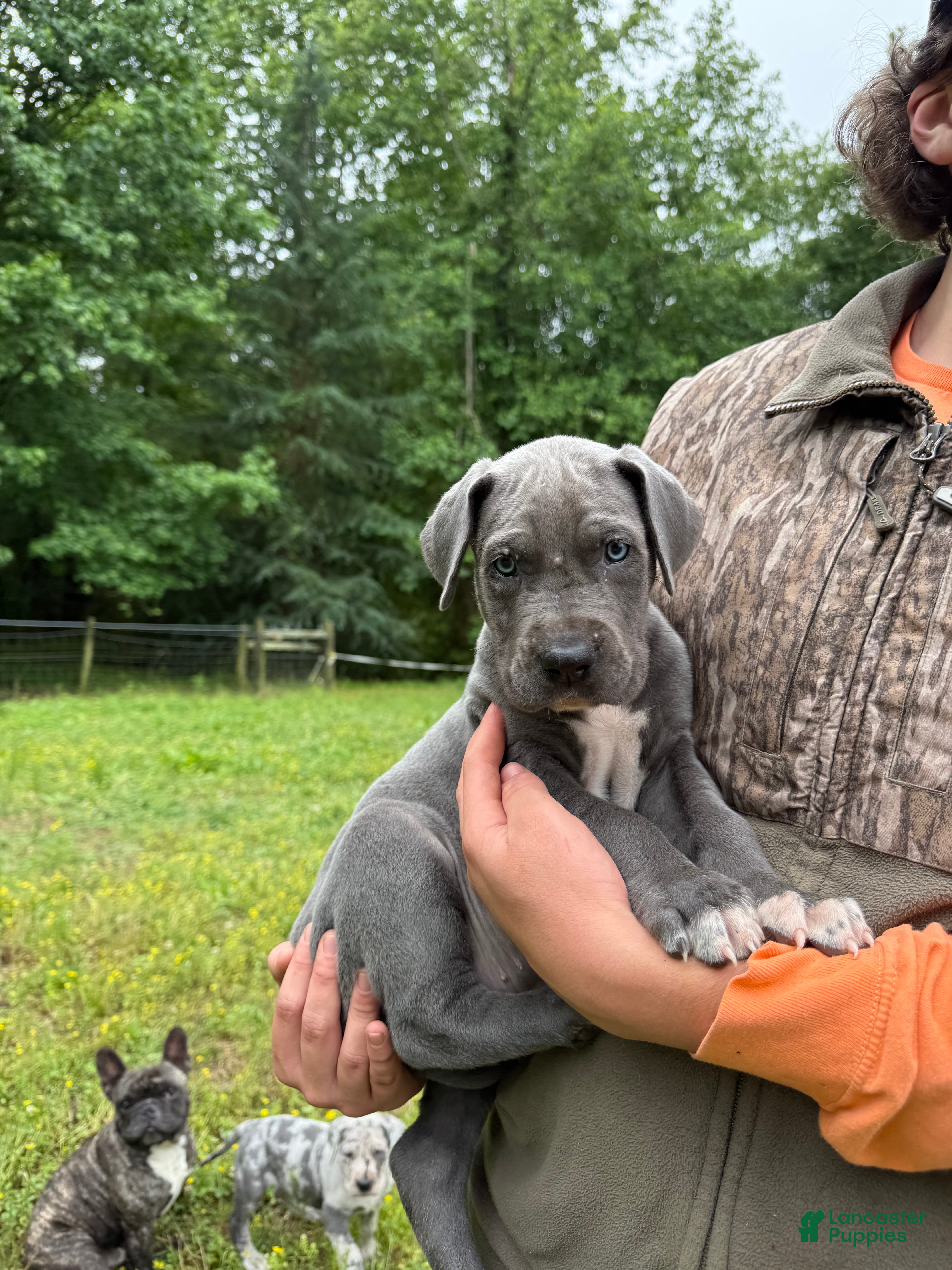 Great Dane dogs Great Dane Puppy 3 - Ad 13