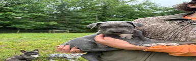 Great Dane Puppy 3