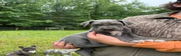Great Dane dogs for sale: Great Dane Puppy 3 - Ad 1