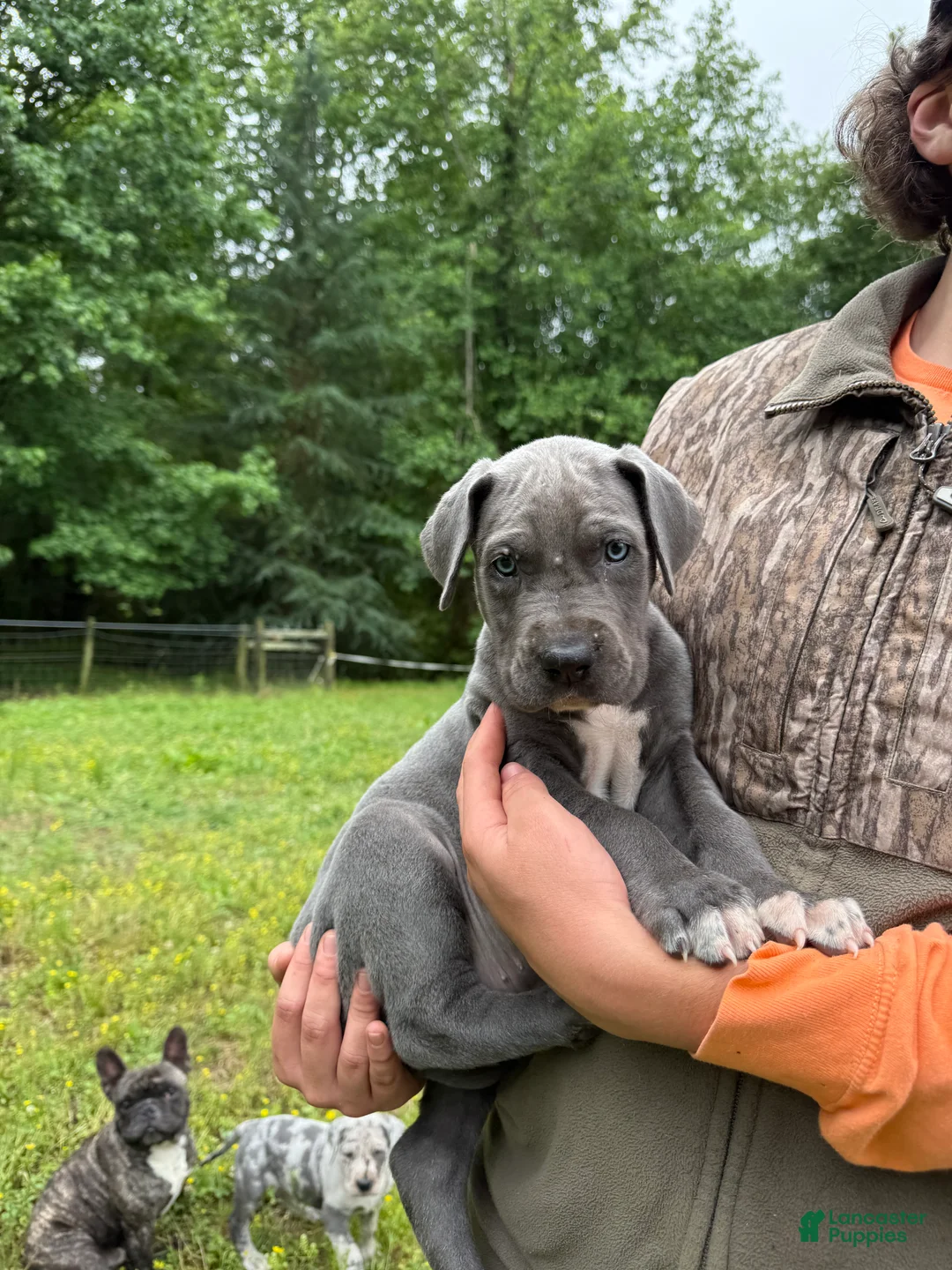Great Dane dogs for sale: Great Dane Puppy 3 - Ad 1