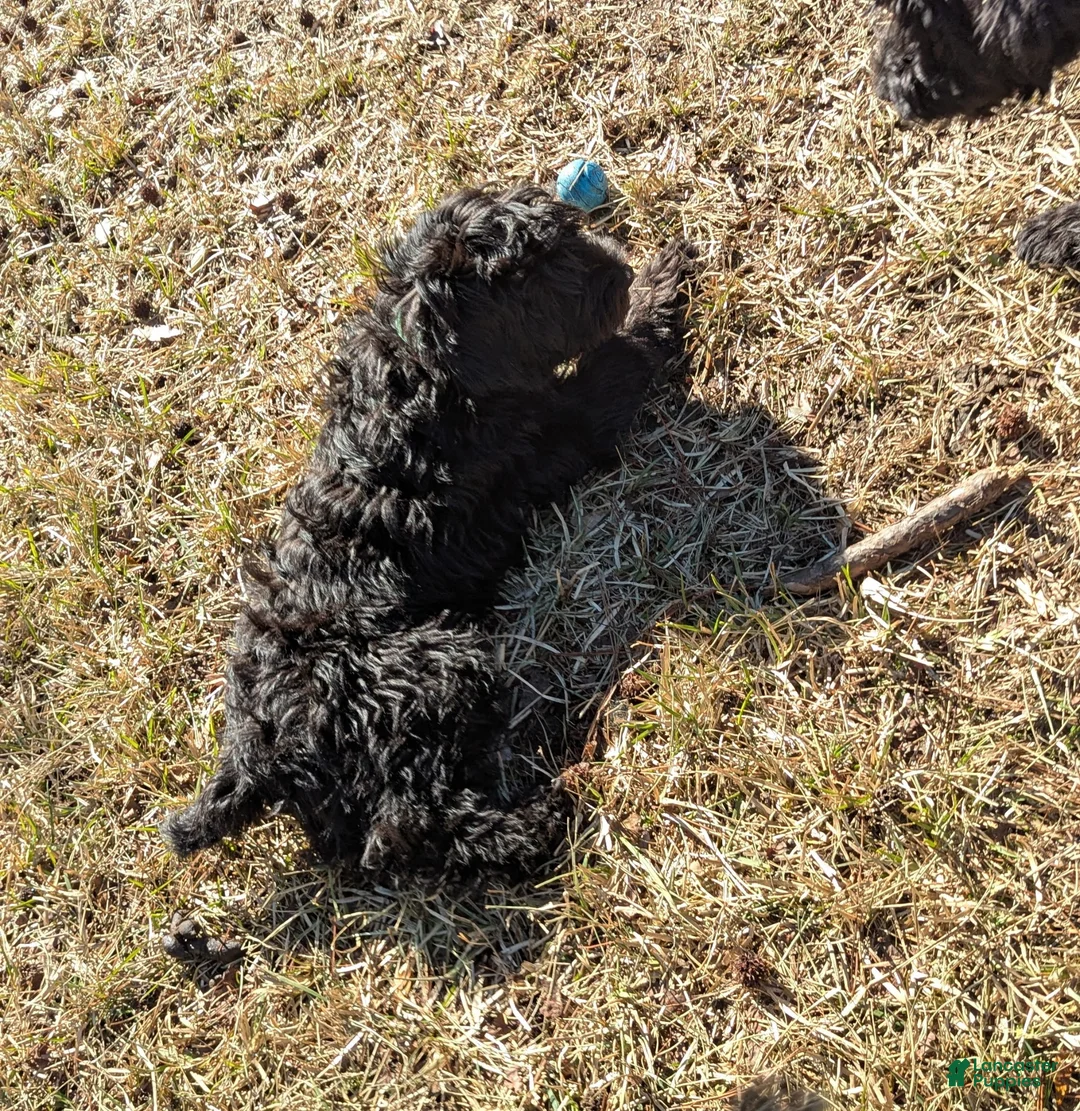 Whoodle dogs for sale: Green - Ad 4