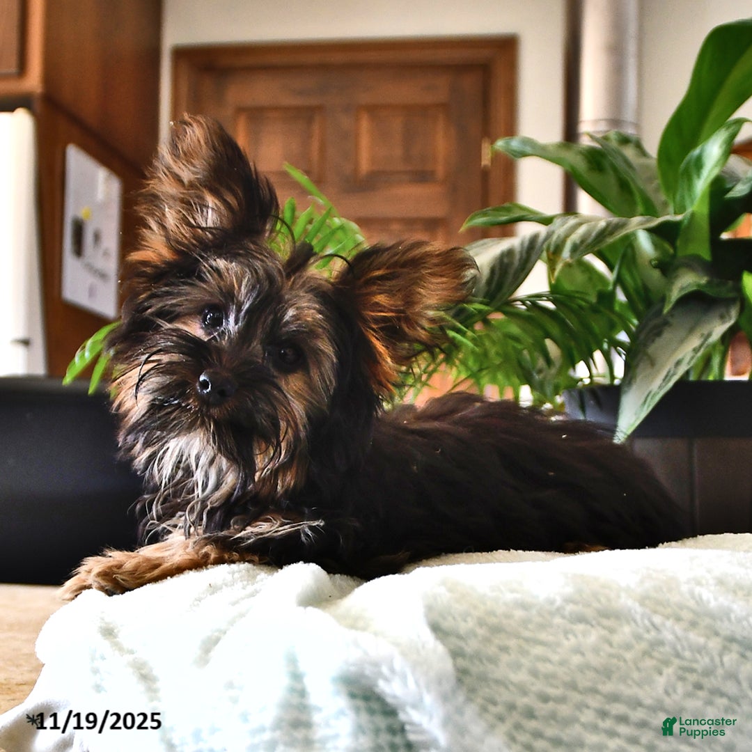 Yorkshire Terrier dogs for sale: Anthony - Ad 3