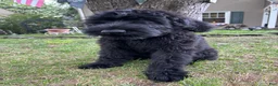 Giant Schnauzer dogs for sale: Mouse - Ad 3