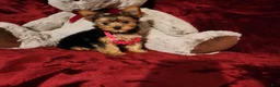 Yorkshire Terrier dogs for sale: PIPPA - Ad 9