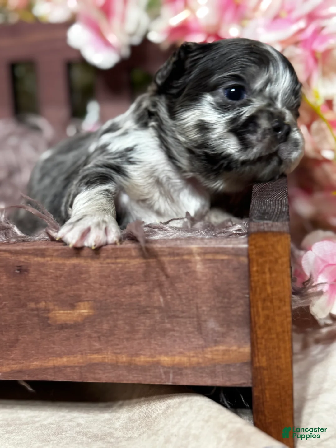 French Bulldog dogs for sale: Truffles  - Ad 12