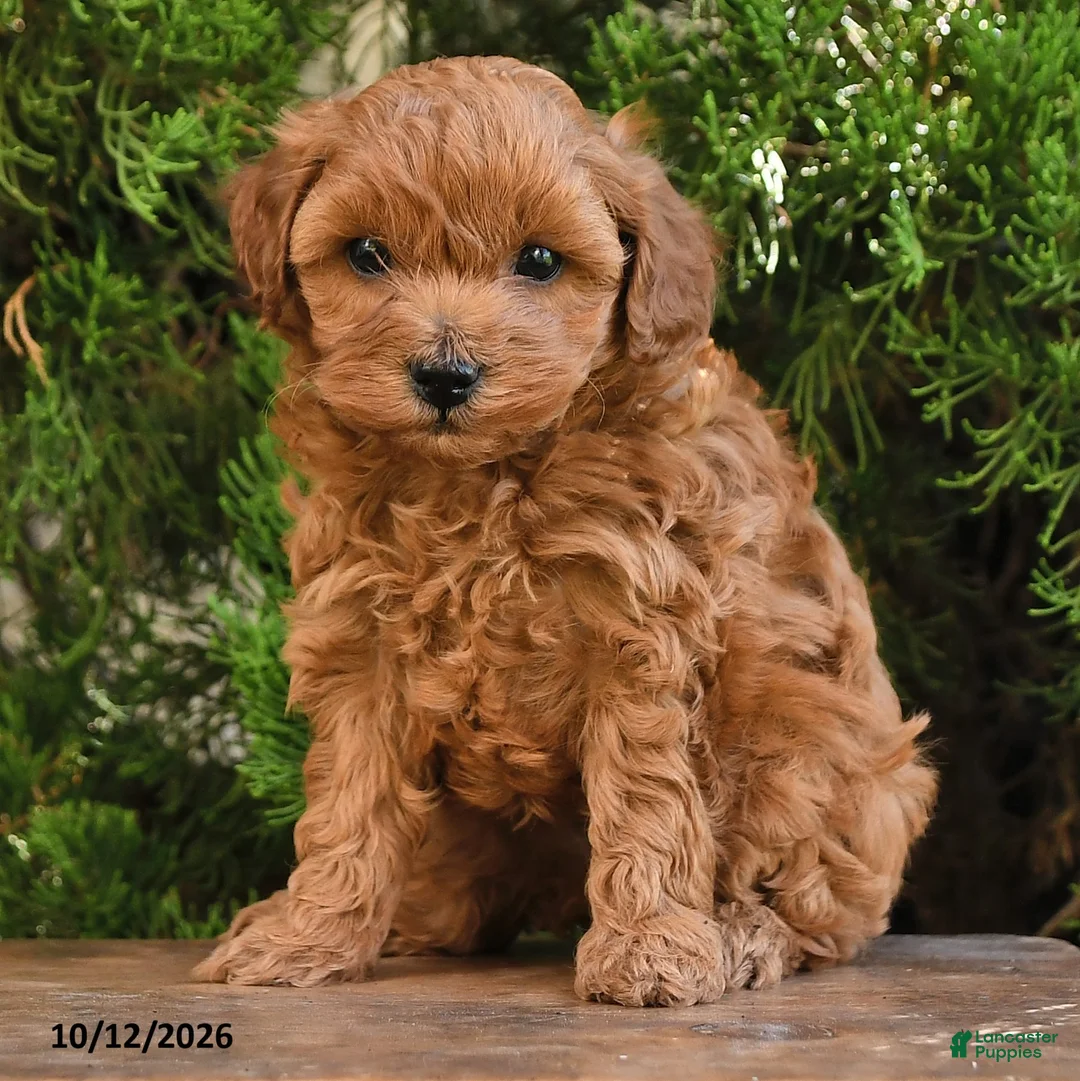 Cavapoo dogs for sale: Twila - Ad 2