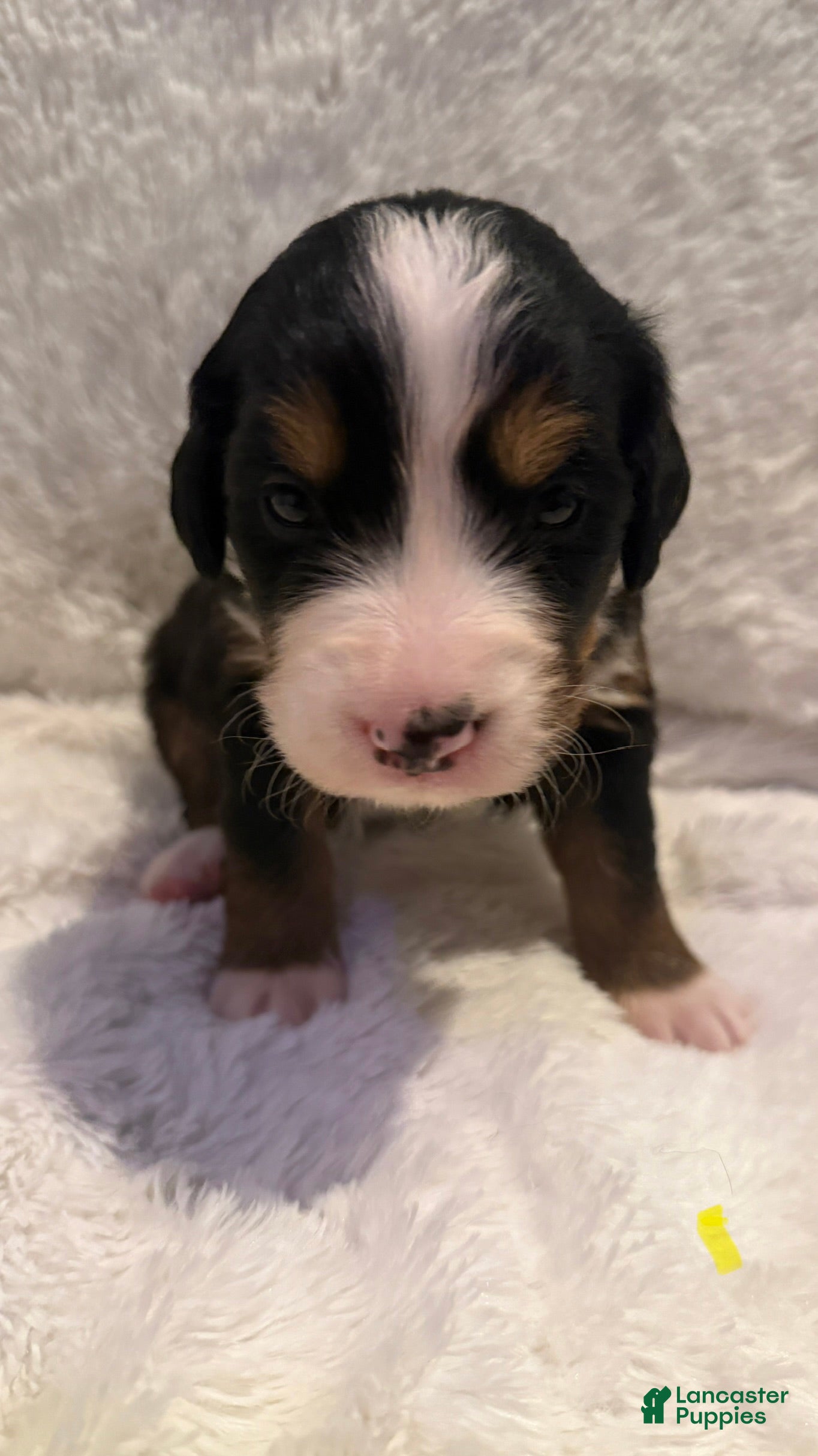 Bernese Mountain Dog dogs Yellow Female - Ad 1