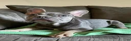 French Bulldog dogs for sale: Puppy Oliver - Ad 1