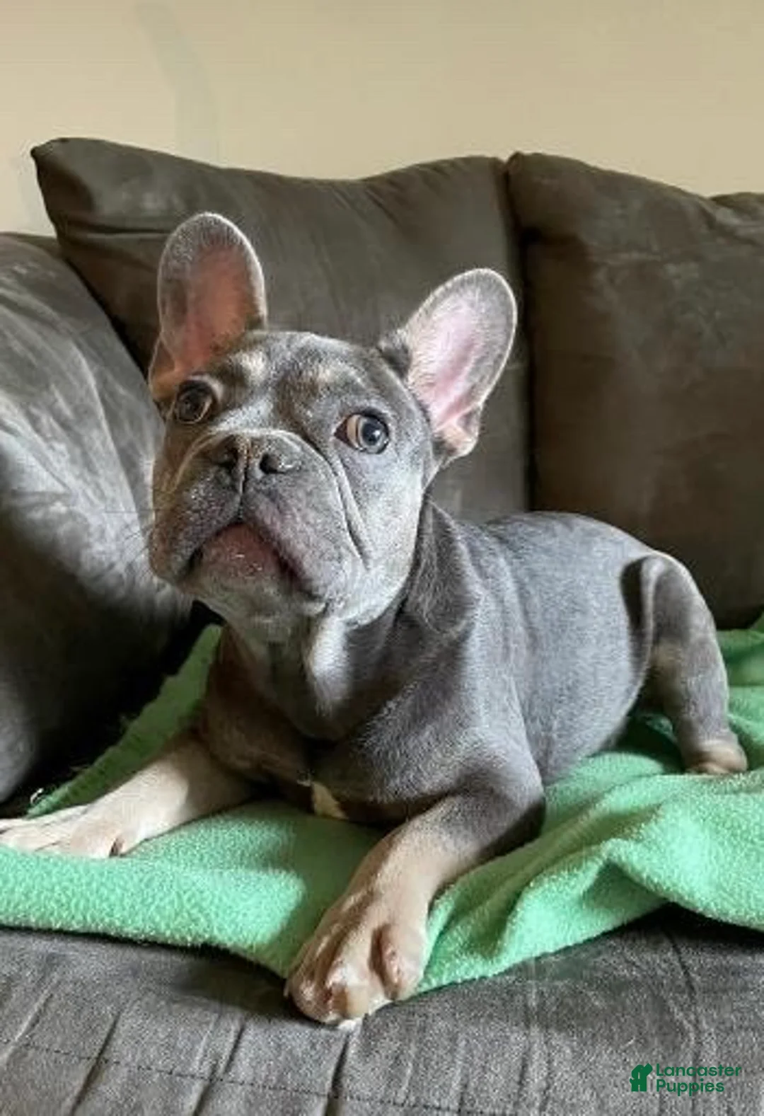 French Bulldog dogs for sale: Puppy Oliver - Ad 1