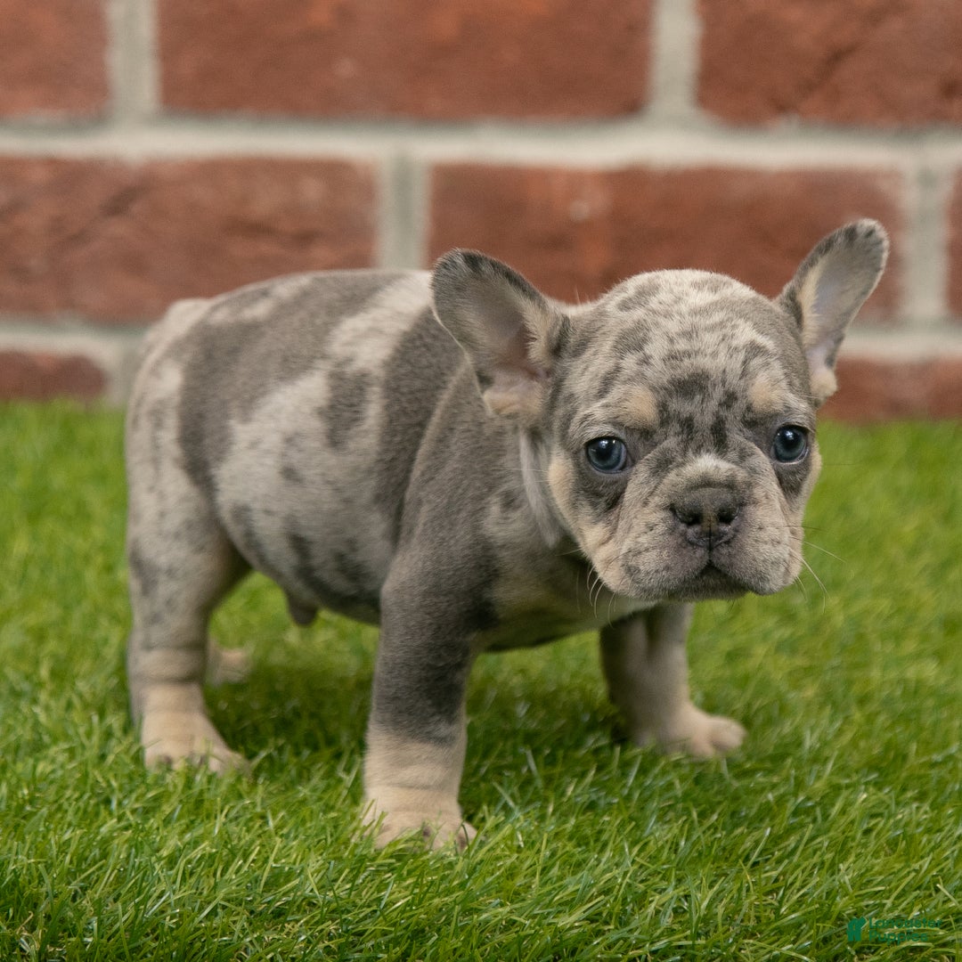 French Bulldog dogs for sale: Charlie - Ad 9