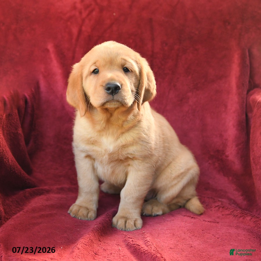 Goldador dogs for sale: Cinnamon - Ad 3