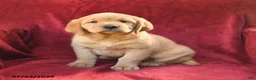 Goldador dogs for sale: Cinnamon - Ad 1