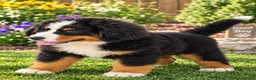 Bernese Mountain Dog dogs for sale: Blake Male ICA Bernese Mountain Dog - Ad 3