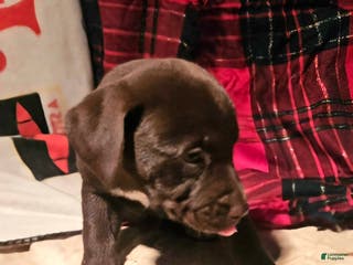 Border Collie dogs Cierra - Ad 13