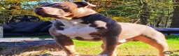 American Bully dogs for sale: American Bully 1 - Ad 4
