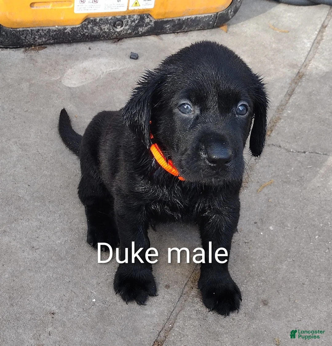 Labrador Retriever dogs for sale: Labrador Retriever Puppy 3 - Ad 1