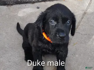 Labrador Retriever dogs Labrador Retriever Puppy 3 - Ad 3